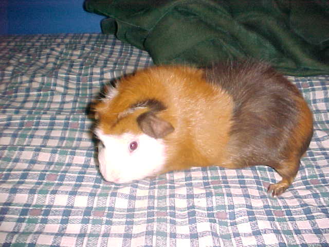 pig.jpg
